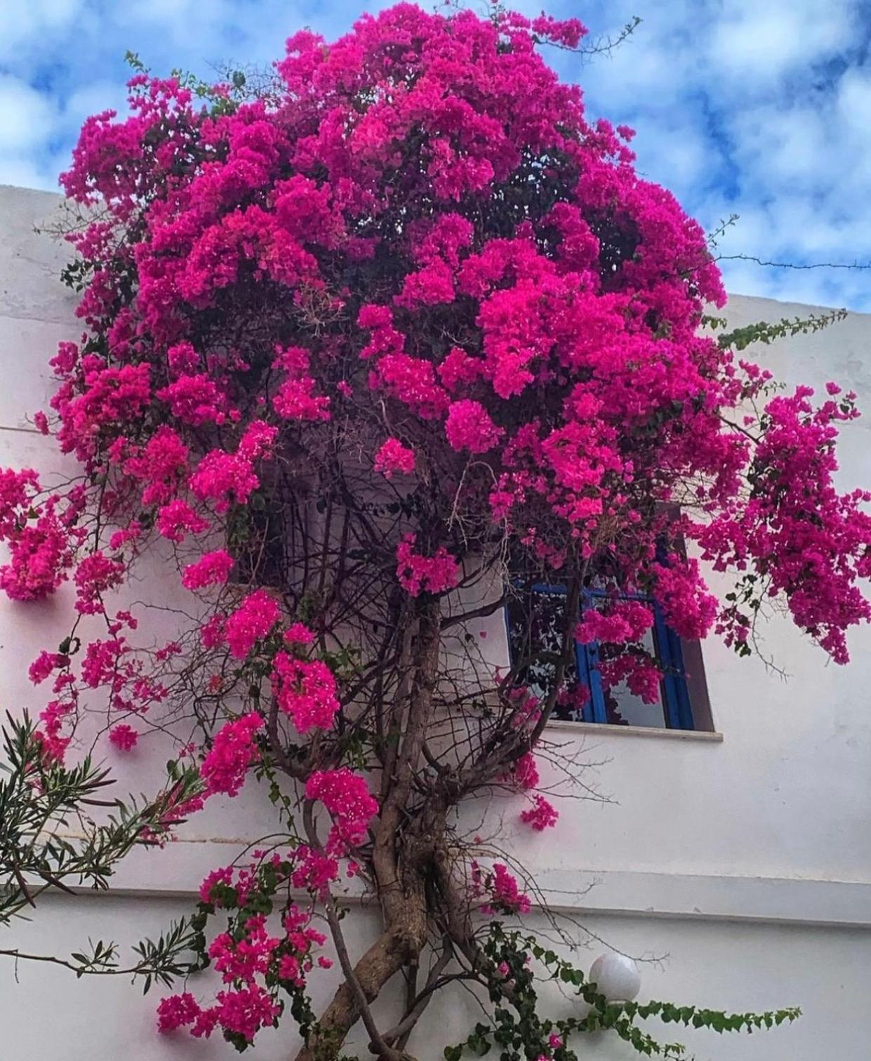 Mare Naxia Hotel Naxos City Exterior photo
